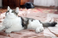 Замечательный мальчишка Эльфи в дар! - Изображение #2, Объявление #1091143