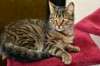 Ласковая и нежная кошечка Эва в дар! - Изображение #2, Объявление #1091139