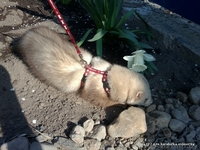 Батошка приглашает на Вязку Хорька - Изображение #1, Объявление #1084077