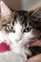 Замечательный мальчишка Эльфи в дар! - Изображение #3, Объявление #1091143