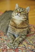 Ириска - молодая кошечка, похожая на британку в дар! - Изображение #2, Объявление #1091144