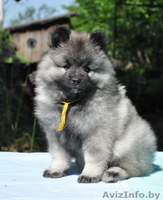 Кеесхонд / вольфшпиц щенки на wolfspitz.by - Изображение #1, Объявление #1077928