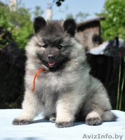 Кеесхонд / вольфшпиц щенки на wolfspitz.by - Изображение #3, Объявление #1077928