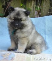 Кеесхонд / вольфшпиц щенки на wolfspitz.by - Изображение #5, Объявление #1077928