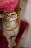 Ласковая и нежная кошечка Эва в дар! - Изображение #4, Объявление #1091139