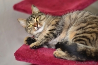 Ласковая и нежная кошечка Эва в дар! - Изображение #6, Объявление #1091139