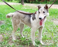 Метис лайки в дар! - Изображение #5, Объявление #1091142