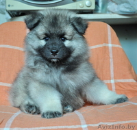 Кеесхонд / вольфшпиц щенки на wolfspitz.by - Изображение #2, Объявление #1077928