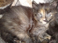 Кошечка в дар, возраст 1,5 мес - Изображение #1, Объявление #1092323