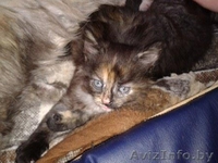 Кошечка в дар, возраст 1,5 мес - Изображение #3, Объявление #1092323