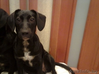 6ти Месячная Щенуля Марта ищет семью - Изображение #1, Объявление #1086457