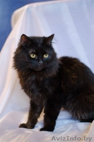 Маркиз(метис перса 8-10 месяцев )В ДАР!! - Изображение #2, Объявление #1090547