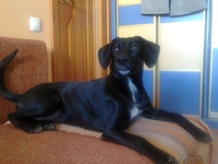 6ти Месячная Щенуля Марта ищет семью - Изображение #2, Объявление #1086457