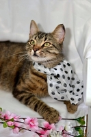 Ласковая и нежная кошечка Эва в дар! - Изображение #9, Объявление #1091139