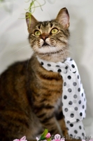 Ласковая и нежная кошечка Эва в дар! - Изображение #8, Объявление #1091139