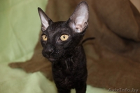 котенок корниш рекс - Изображение #2, Объявление #1084016