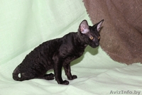 котенок корниш рекс - Изображение #1, Объявление #1084016