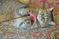 Ириска - молодая кошечка, похожая на британку в дар! - Изображение #3, Объявление #1091144