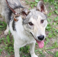 Метис лайки в дар! - Изображение #6, Объявление #1091142