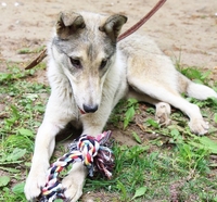 Метис лайки в дар! - Изображение #7, Объявление #1091142