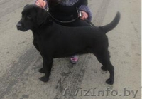 Перспективные щенки лабрадора - Изображение #2, Объявление #1088934