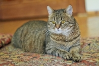 Ириска - молодая кошечка, похожая на британку в дар! - Изображение #4, Объявление #1091144