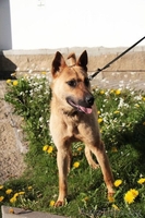 Рыжий Джо хочет стать счастливым! - Изображение #3, Объявление #1091765