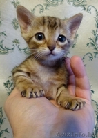 мраморные бенгальские котята - Изображение #2, Объявление #1089396