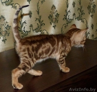 мраморные бенгальские котята - Изображение #1, Объявление #1089396