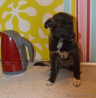 Нежная и скромная девочка-шоколадка в дар! - Изображение #1, Объявление #1091140