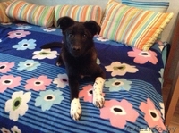 Щенуля  Сонечка ищет ПЕРЕДЕРЖКУ или , что лучше - СЕМЬЮ - Изображение #2, Объявление #1093866