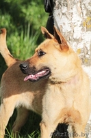 Рыжий Джо хочет стать счастливым! - Изображение #1, Объявление #1091765