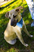 Боня-собака, которая ищет свой дом! - Изображение #3, Объявление #1095432