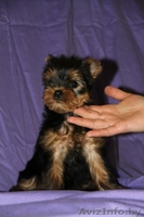 щенки йоркширских терьеров - Изображение #1, Объявление #1097403