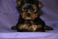 щенки йоркширских терьеров - Изображение #2, Объявление #1097403
