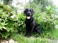 Перспективные щенки лабрадора - Изображение #1, Объявление #1088934