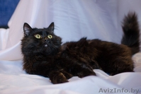 Маркиз(метис перса 8-10 месяцев )В ДАР!! - Изображение #1, Объявление #1090547