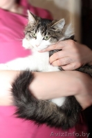 Замечательный мальчишка Эльфи в дар! - Изображение #5, Объявление #1091143