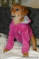 Озорная и еще совсем юная девочка Милена в дар! - Изображение #2, Объявление #1091141