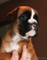 Перспективные щенки боксера!!! - Изображение #5, Объявление #1083950