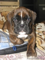 Перспективные щенки боксера!!! - Изображение #3, Объявление #1083950