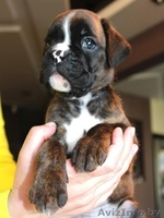Перспективные щенки боксера!!! - Изображение #1, Объявление #1083950