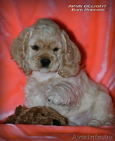 Красивые породные щенки американского кокер спаниеля! - Изображение #2, Объявление #1086917