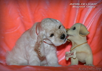 Красивые породные щенки американского кокер спаниеля! - Изображение #4, Объявление #1086917