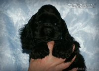 Красивые породные щенки американского кокер спаниеля! - Изображение #5, Объявление #1086917