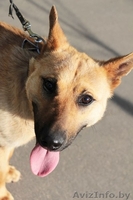 Рыжий Джо хочет стать счастливым! - Изображение #4, Объявление #1091765