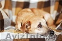 Трогательная Апельсинка ищет заботливого хозяина! - Изображение #5, Объявление #1098151