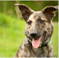 Тигровая красавица в дар - Изображение #1, Объявление #1103726