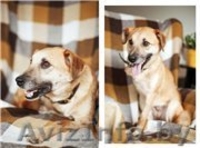 Трогательная Апельсинка ищет заботливого хозяина! - Изображение #2, Объявление #1098151