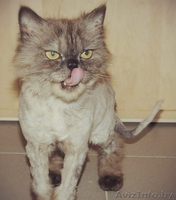 Персидский кот Бакс в добрые руки - Изображение #1, Объявление #1100106